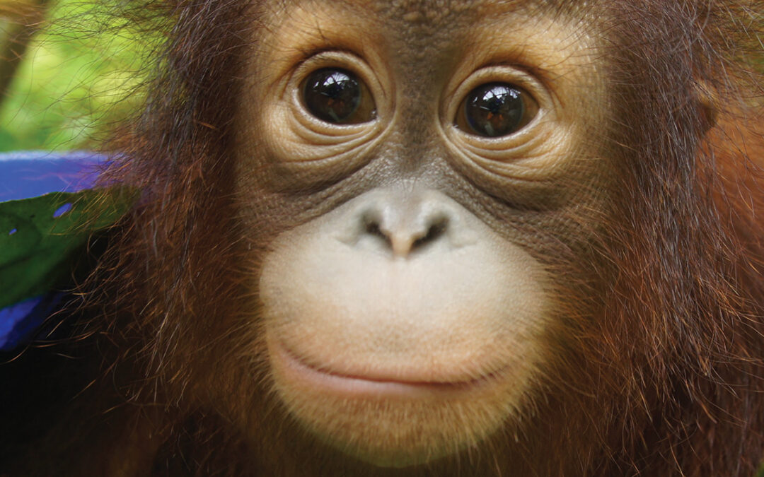 THE ORANGUTAN PROJECT