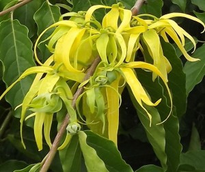 Ylang Ylang