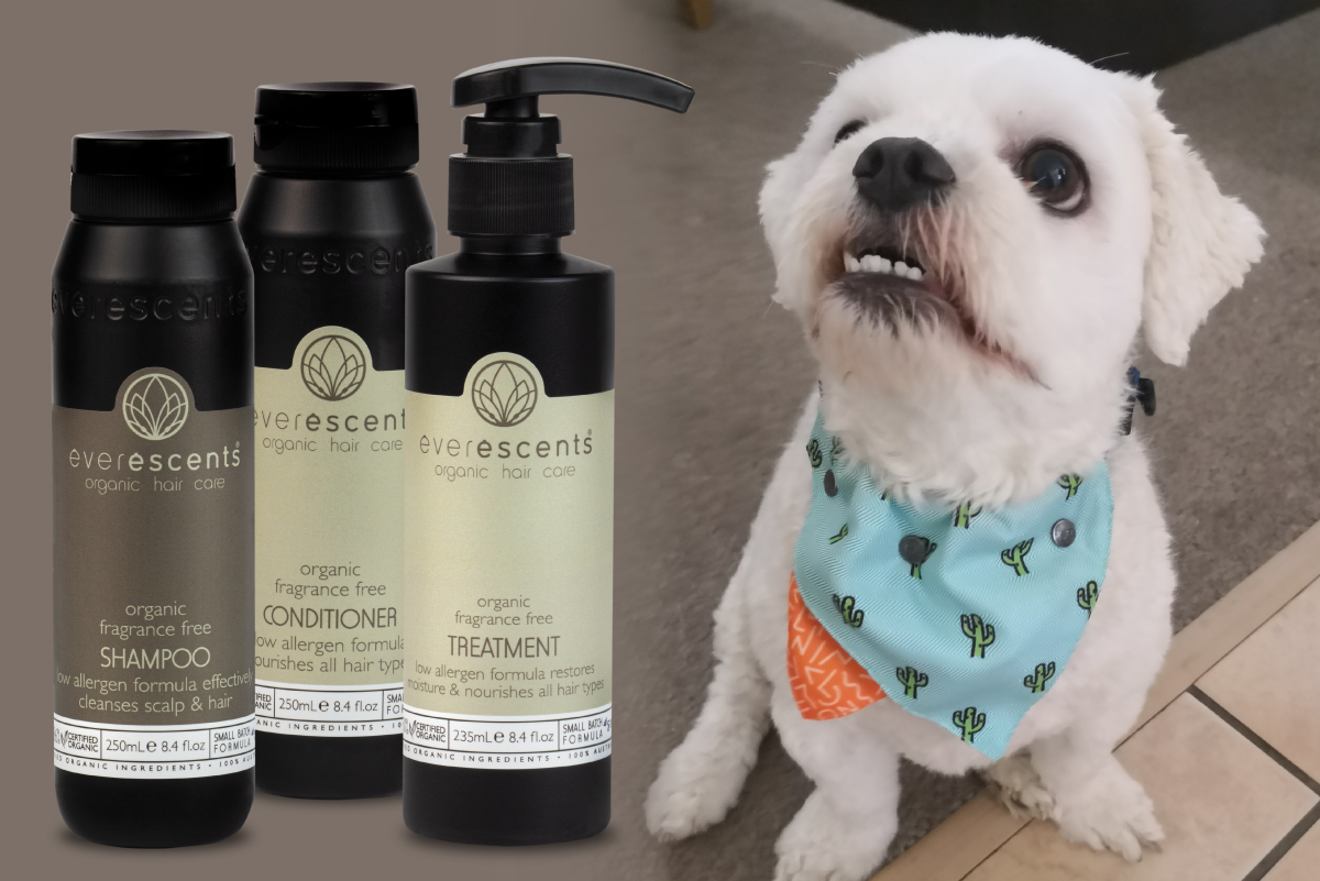 Pampering your pooches with essential oils