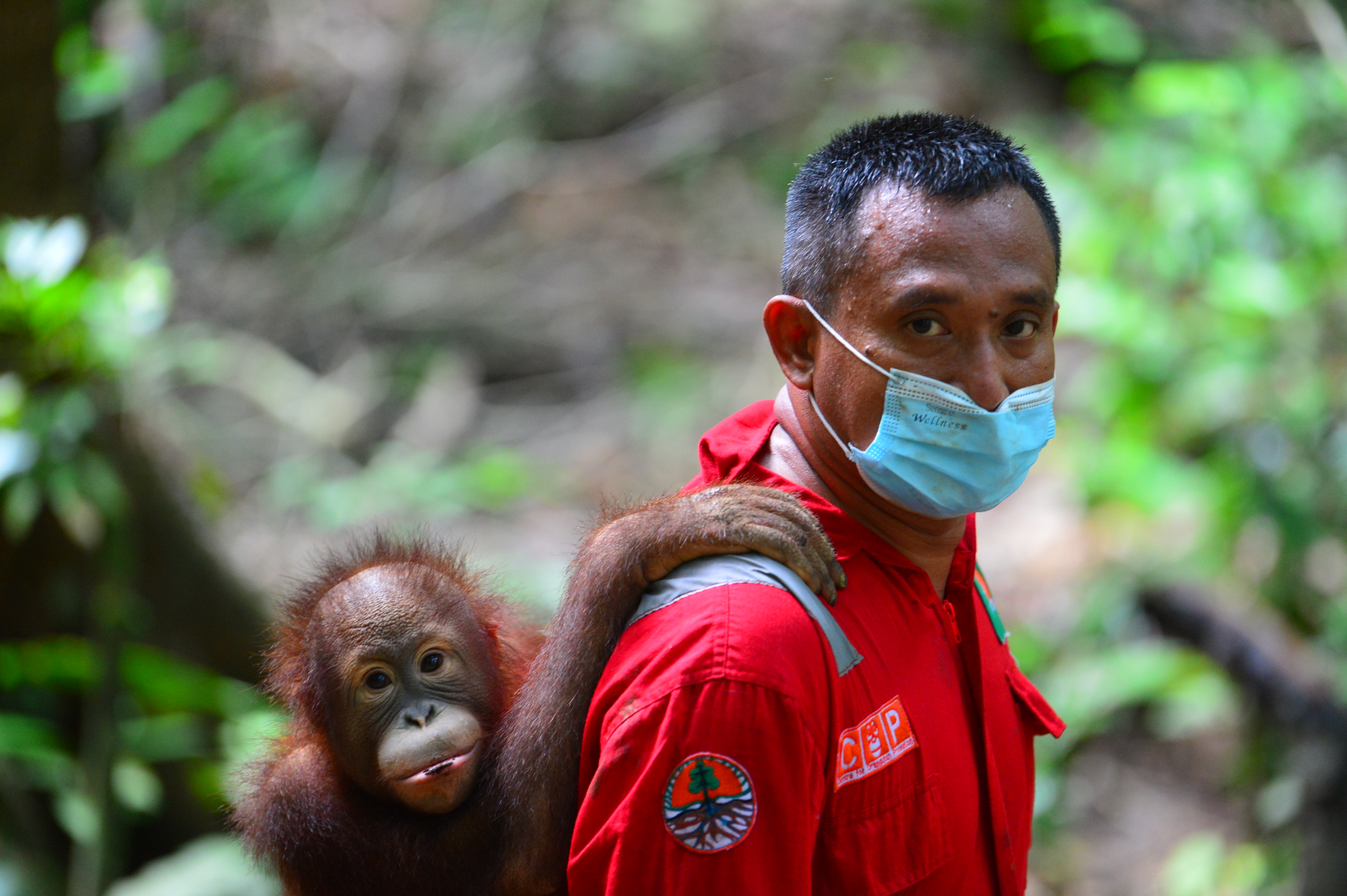 Off to Jungle School Popi with Hardi April 2021
