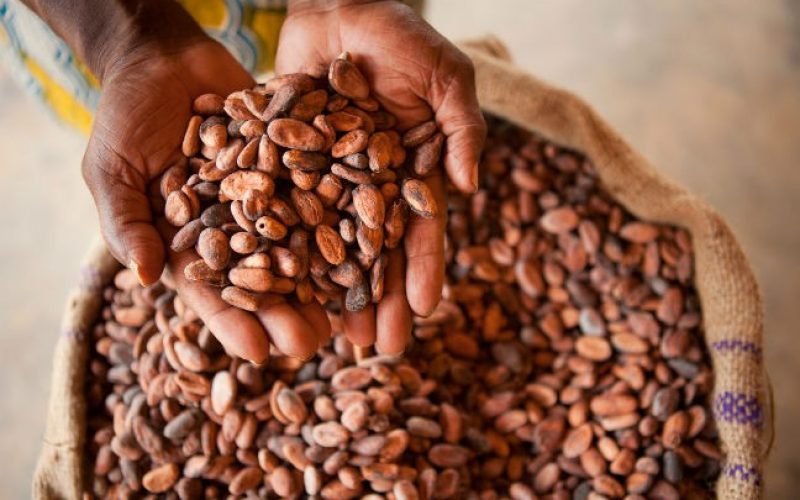 COCOA BEANS