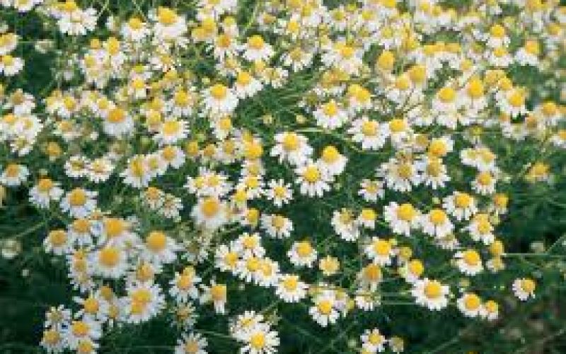 Chamomile