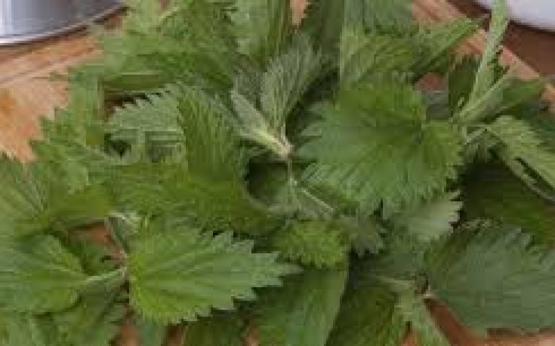 Nettle