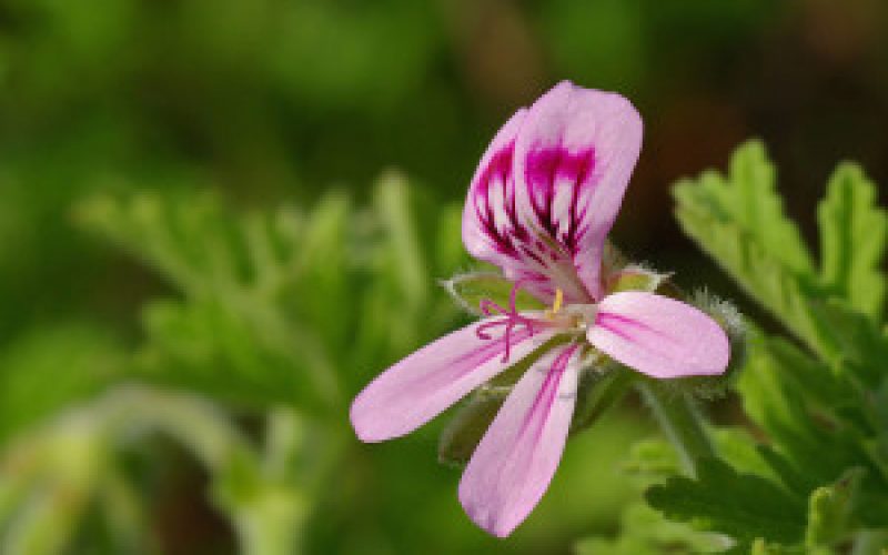 Rose-Geranium-300x217