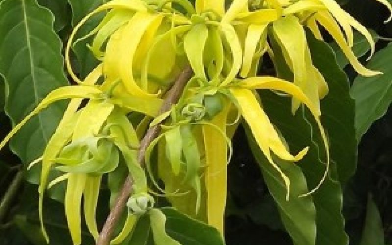 Ylang-Ylang-300x251