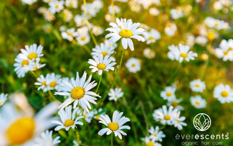 everescents-organic-hair-care-Chamomile