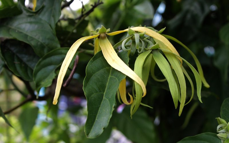 organic ylang ylang