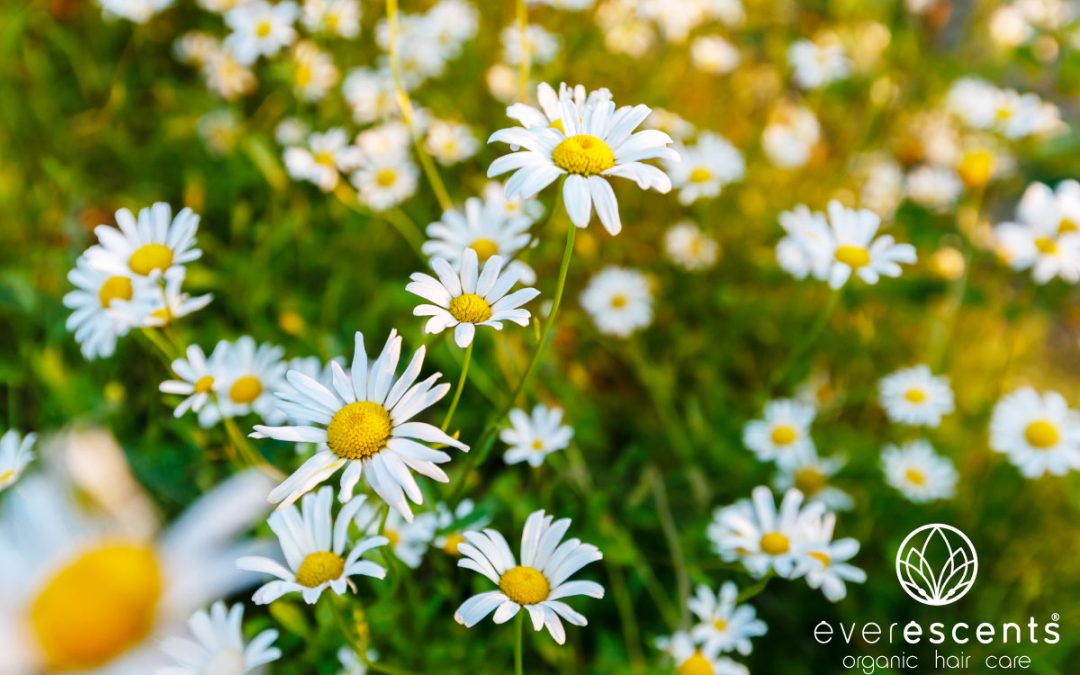 ORGANIC CHAMOMILE