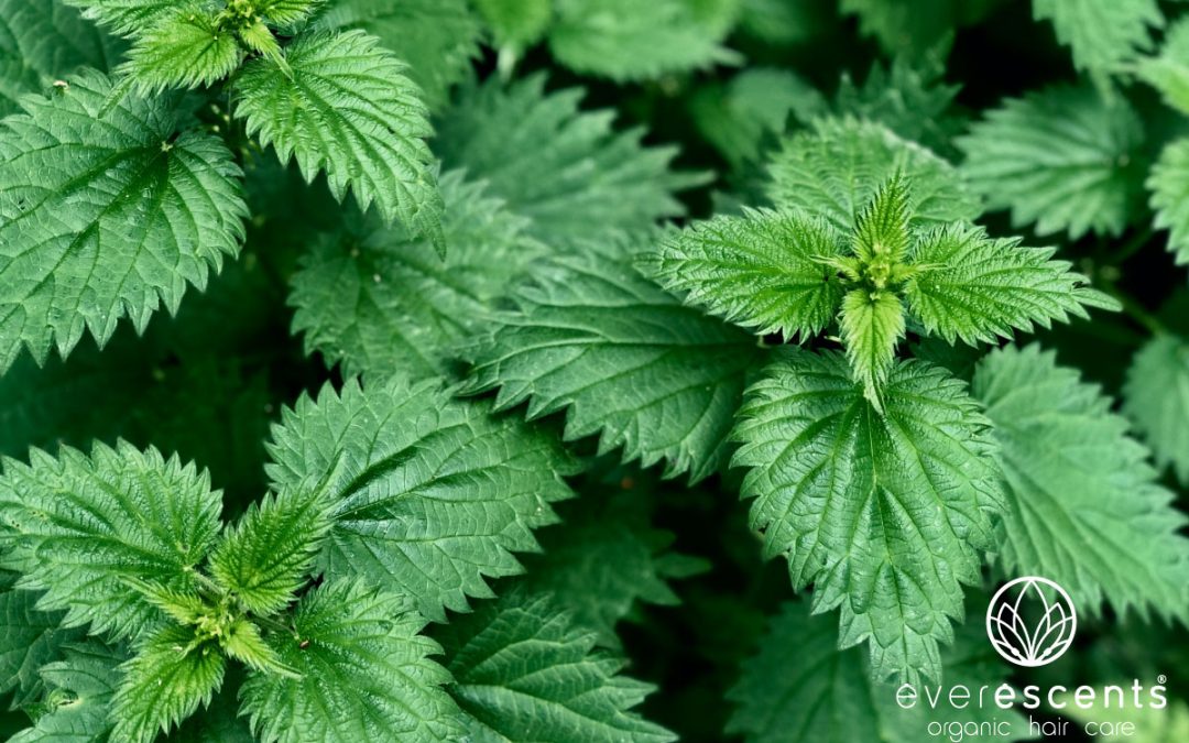 ORGANIC NETTLE – Features and Benefits