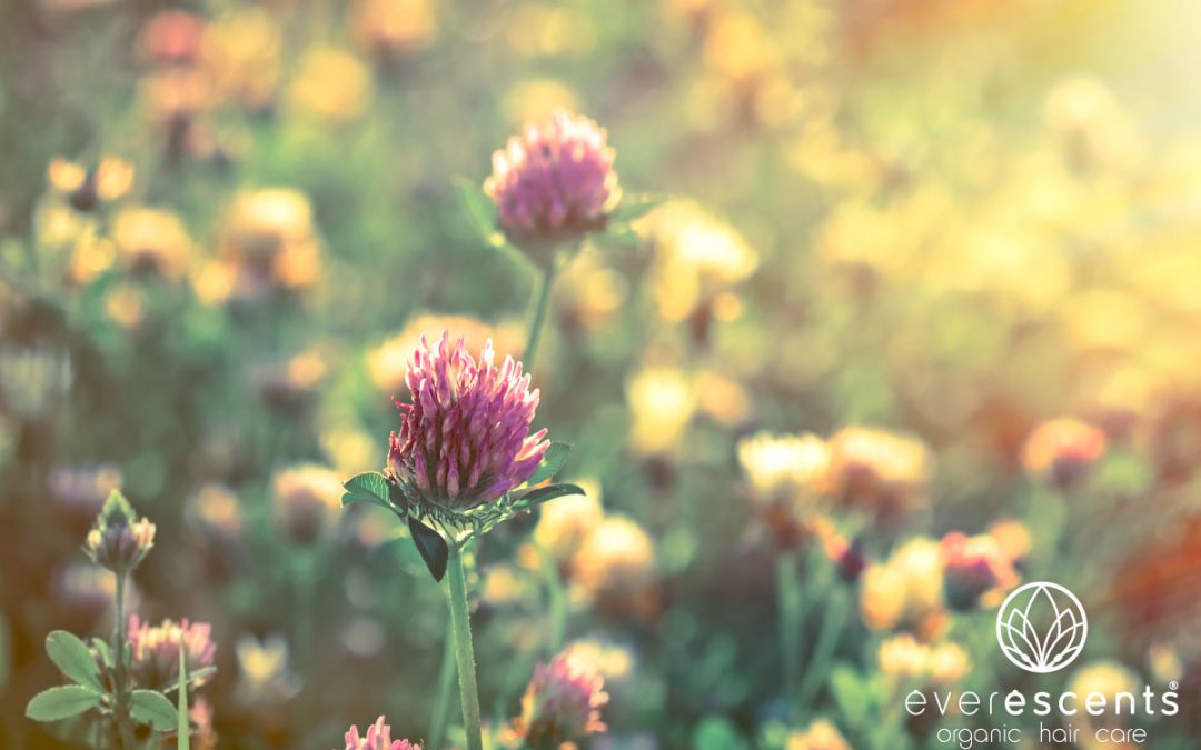 ORGANIC RED CLOVER ESSENTIAL OIL