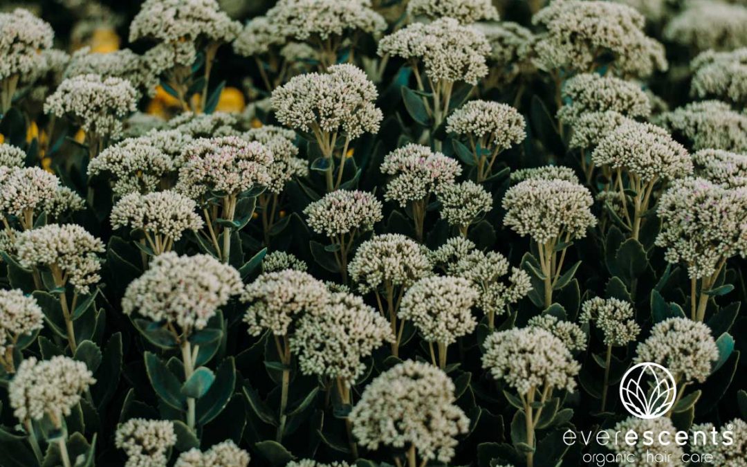 THE BENEFITS OF ORGANIC YARROW