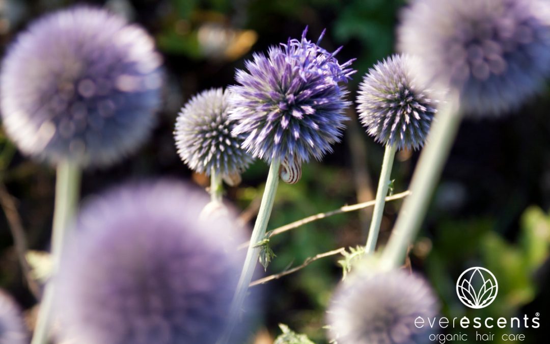 WHAT IS BURDOCK ROOT?