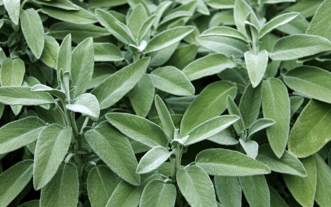 ORGANIC SAGE