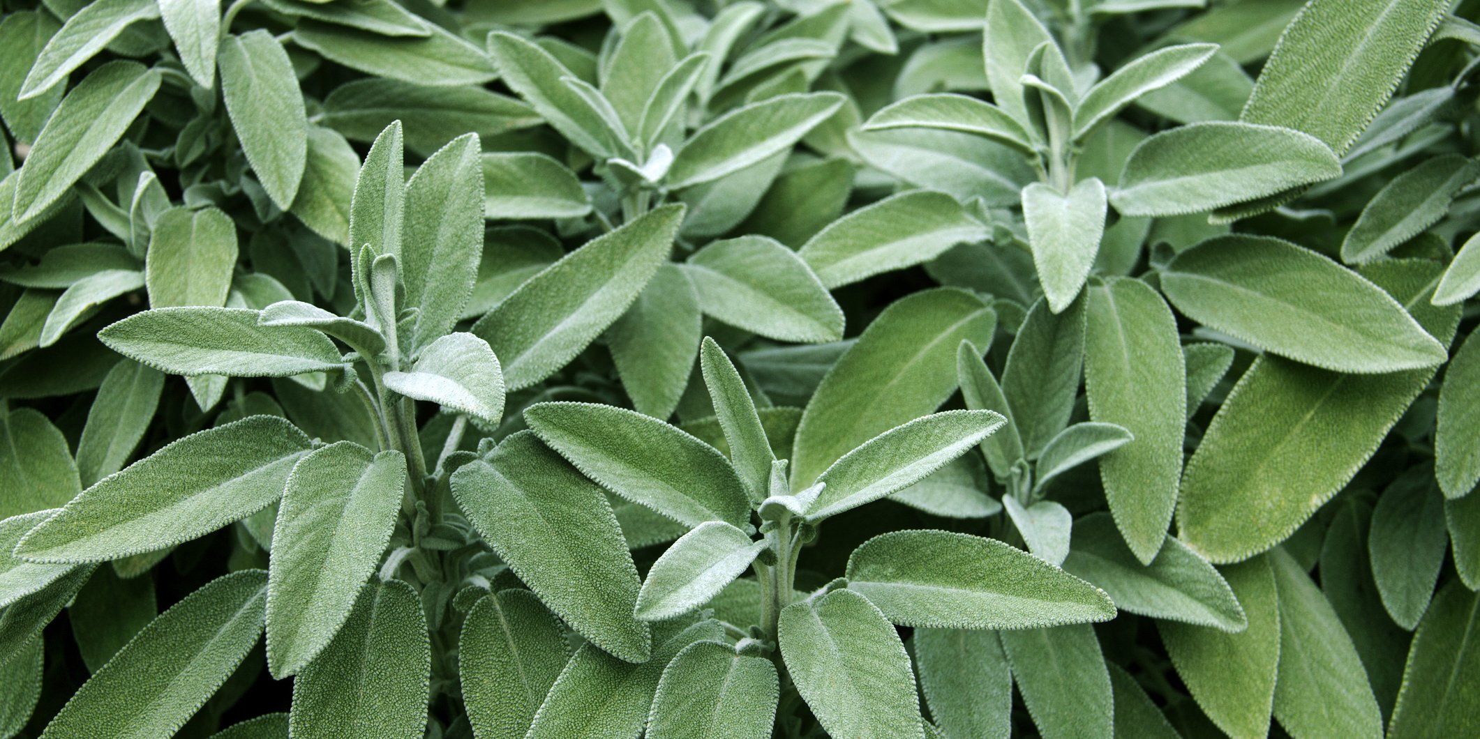 Растение мудрого. Шалфей Вариегата. Salvia officinalis "Sage". Шалфей лекарственный PURPURASCENS. Шалфей лекарственный (Salvia officinalis).