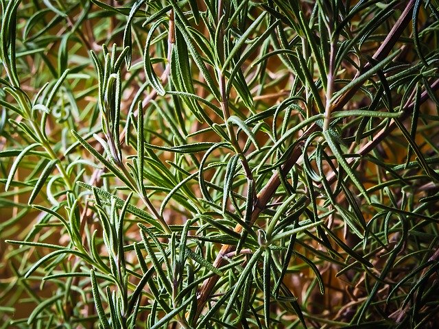 Rosemary Haircare