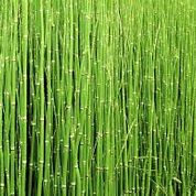 Benefits of Horsetail 1