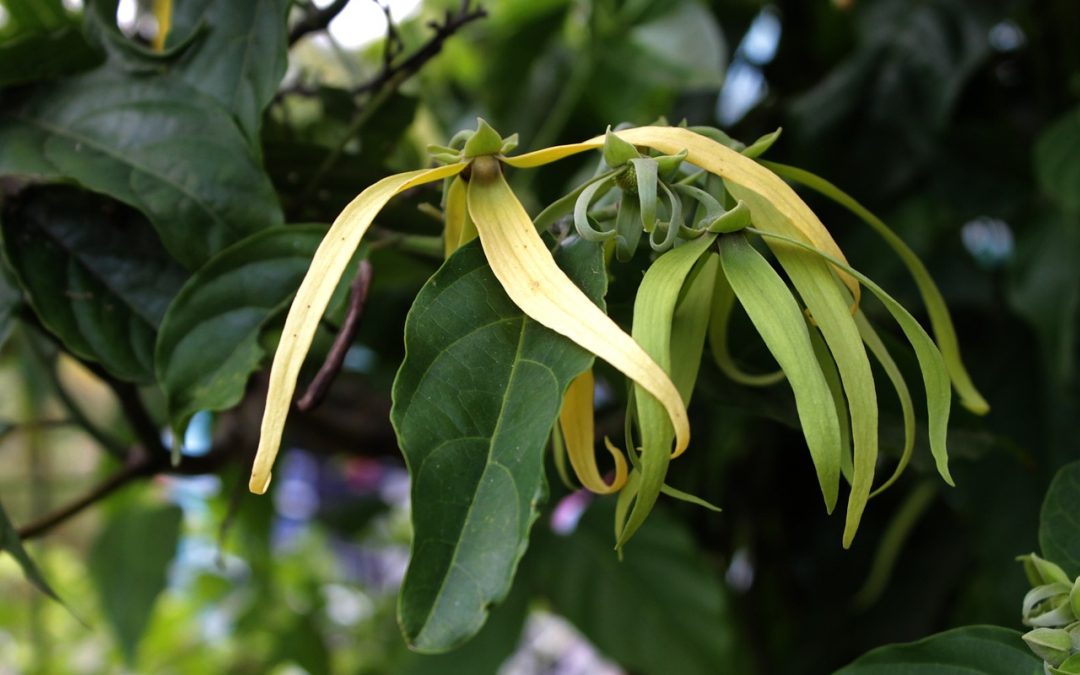 THE AMAZING BENEFITS OF ORGANIC YLANG-YLANG